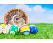 Osterhase