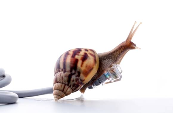 Schnecke auf RJ45-Kabel 