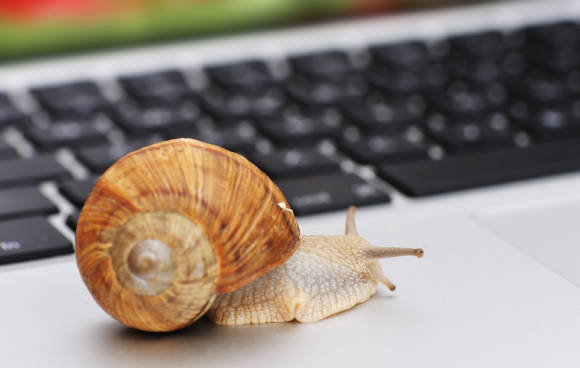 Schnecke auf Laptop 