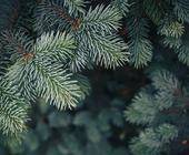 Tannenbaum