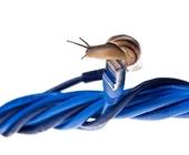 Schnecke auf LAN-Kabel