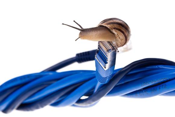 Schnecke auf LAN-Kabel 