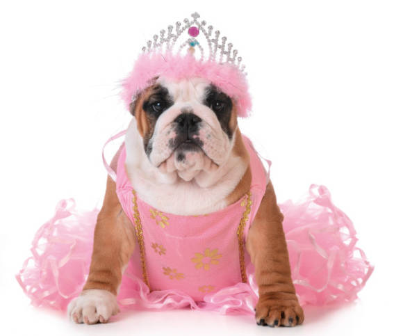 Hund trägt ein Prinzessin-Kostüm 