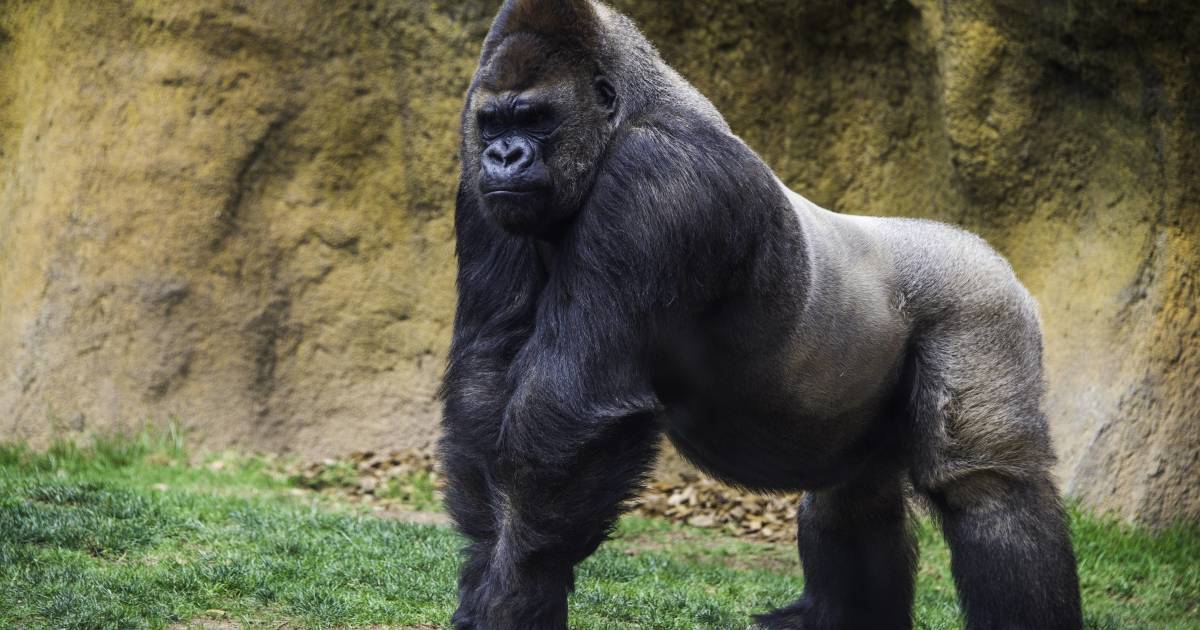 EinsAmobile startet HandySammelaktion für bedrohte Gorillas