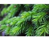 Tannenbaum