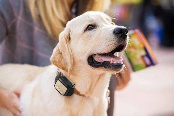 Mit V-Pet können Haustierhalter ihren Liebling im Blick behalten 